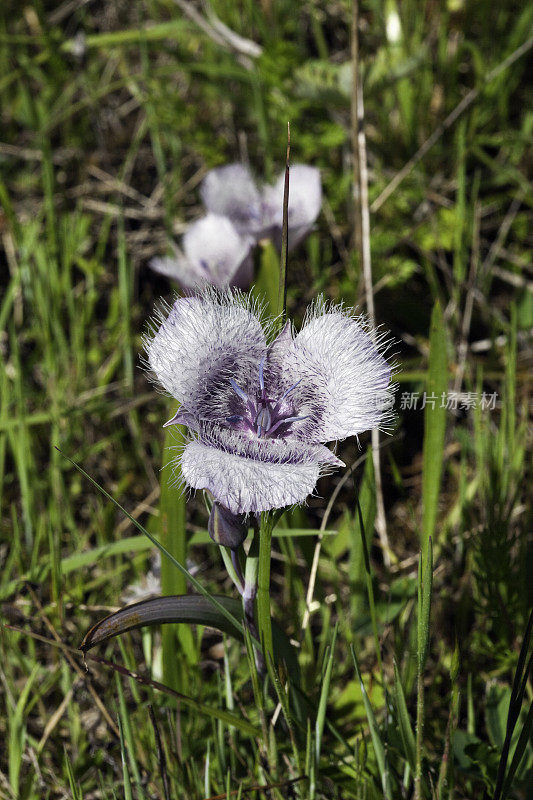 毛星郁金香- Calochortus tolmiiei